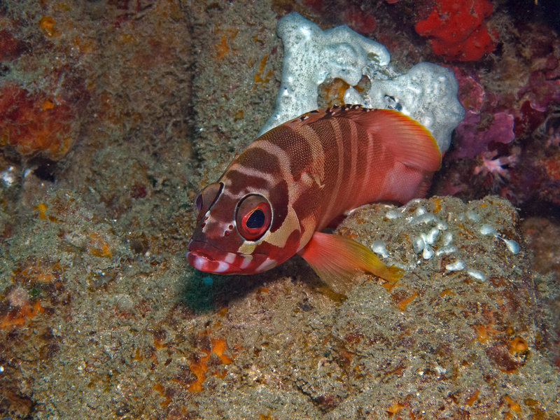 Squirrel fish, Batangas Channel